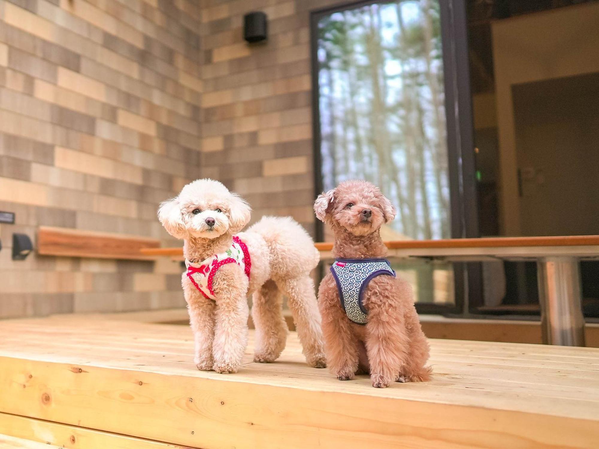 Rakuten Stay Villa Fujikawaguchiko Forest Экстерьер фото